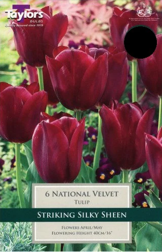 TULIP NATIONAL VELVET 6