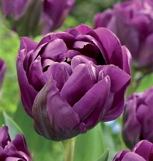TULIP NEGRITA DOUBLE 6 - Image 2
