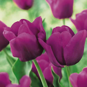 TULIP PASSIONALE