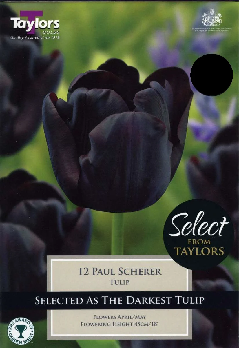 TULIP PAUL SCHERER 8