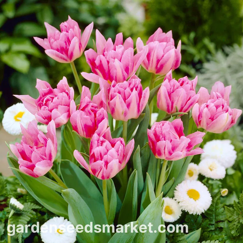 TULIP PEACH BLOSSOM 12 - Image 2