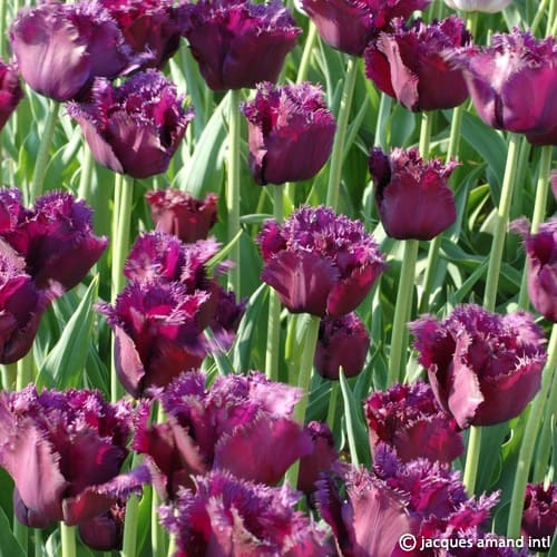 TULIP PURPLE CRYSTAL 5 - Image 2