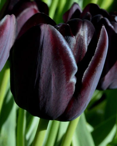TULIP QUEEN OF NIGHT