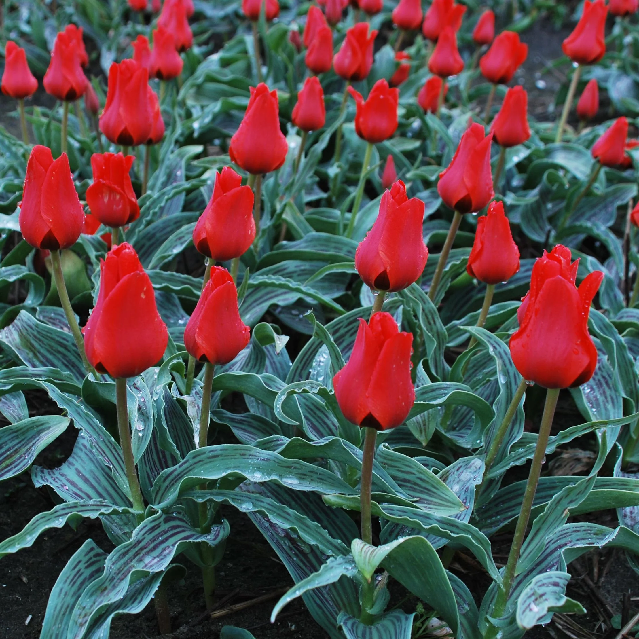 TULIP RED RIDING HOOD NET 50