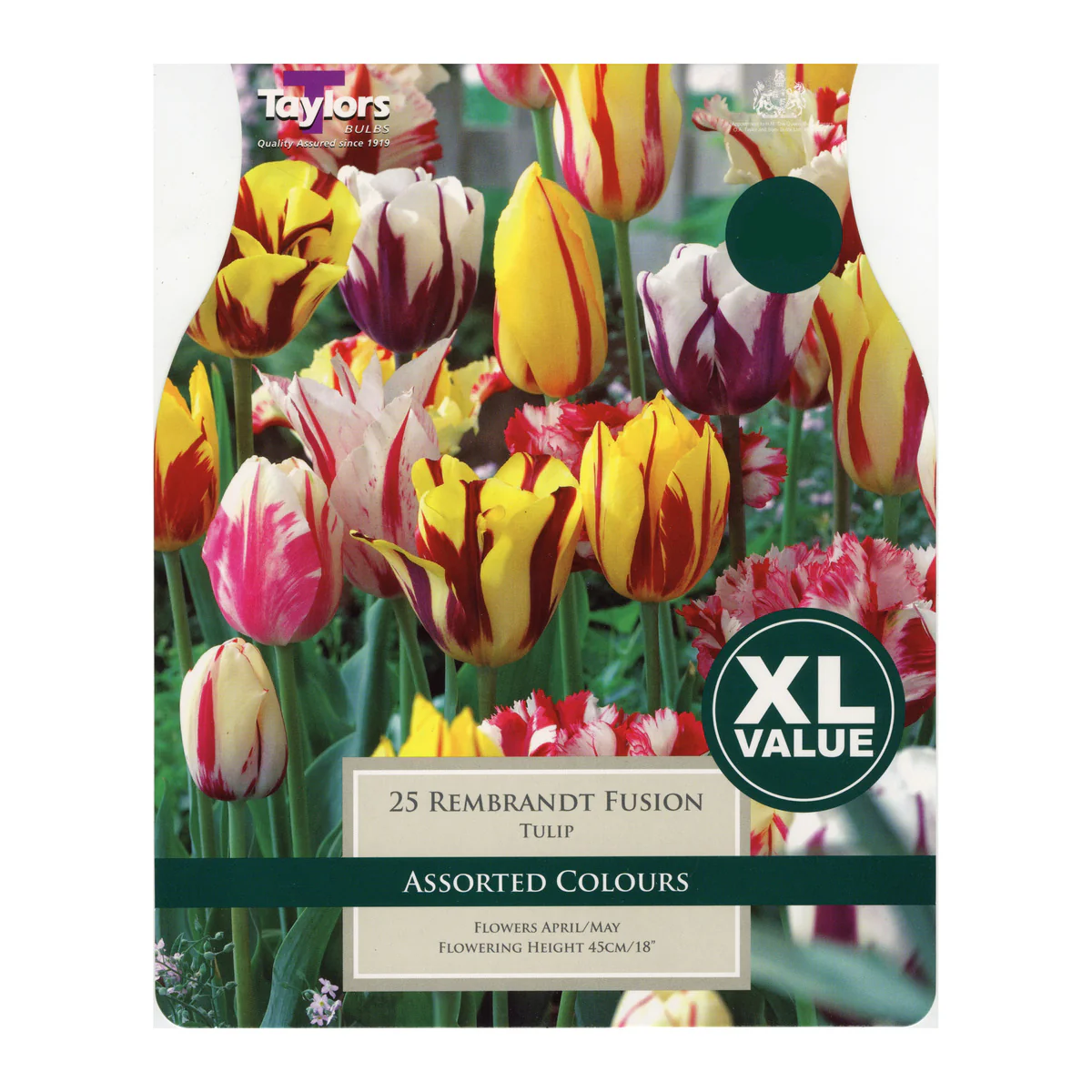 TULIP REMBRANDT FUSION