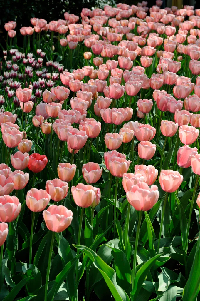 TULIP SALMON IMPRESSION 10 TRAY - Image 2