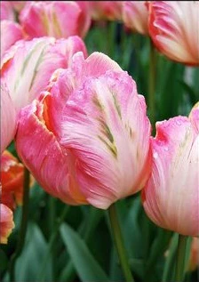 TULIP SALMON PARROT P/P