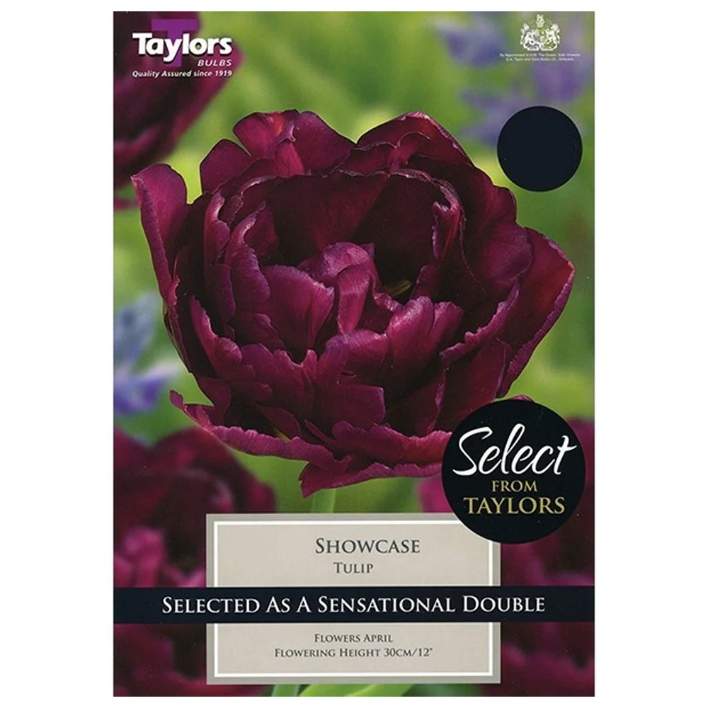 TULIP SHOWCASE 7