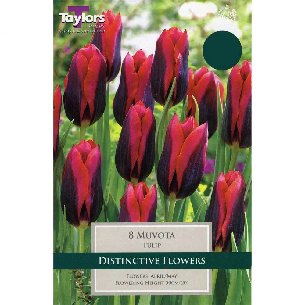 TULIP SLAWA 6