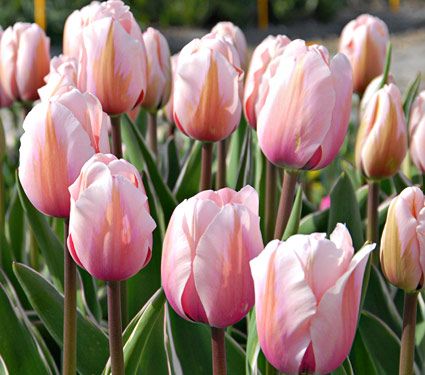 TULIP SWEET IMPRESSION loose