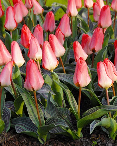 TULIP SWEET LADY loose
