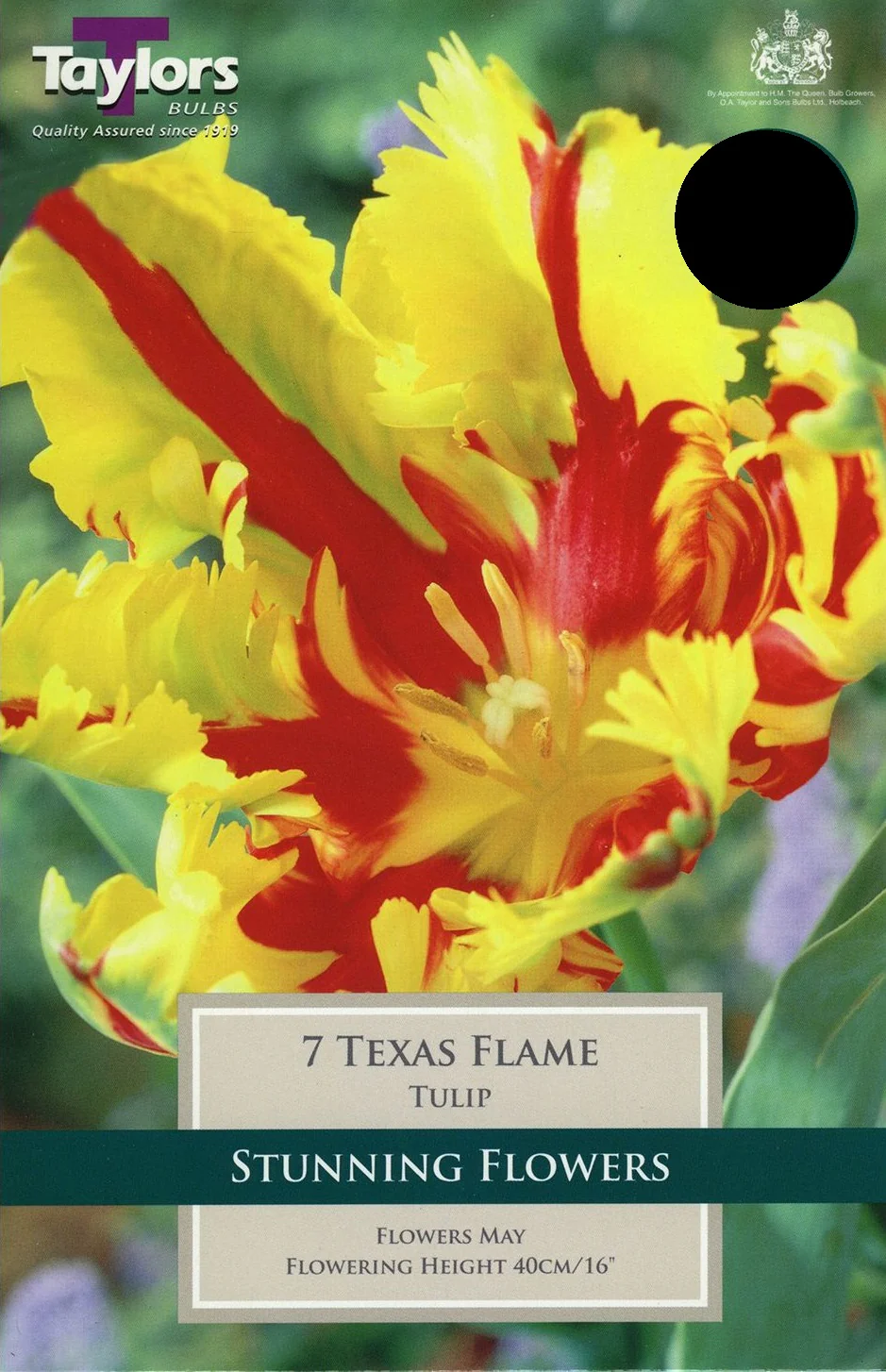TULIP TEXAS FLAME
