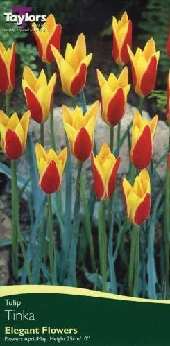TULIP TINKA