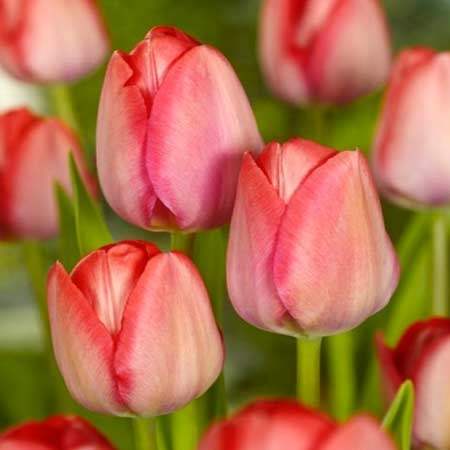 Tulip Van Eijk 15 Extra value
