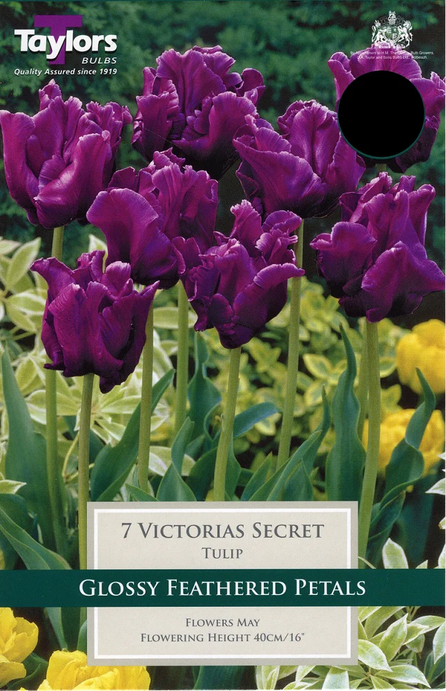 TULIP VICTORIAS SECRET