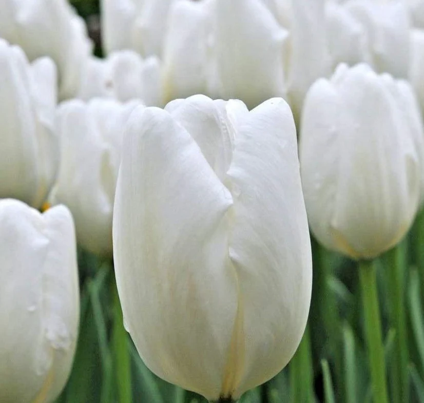 Tulip White Dream loose