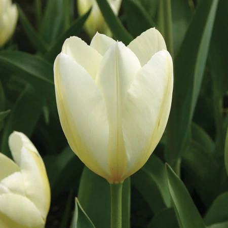 TULIP WHITE EMPEROR X 8 - Image 2