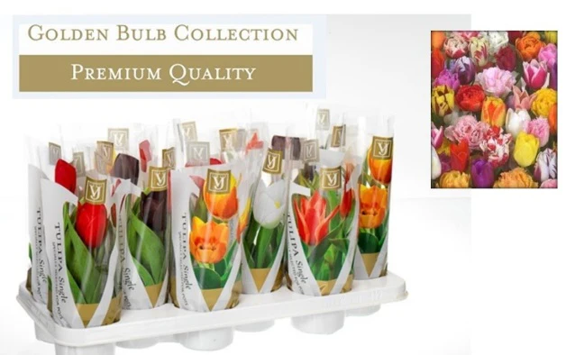 Tulipa