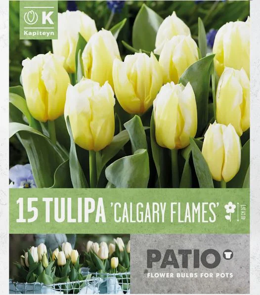 TULIPA CALGARY FLAMES