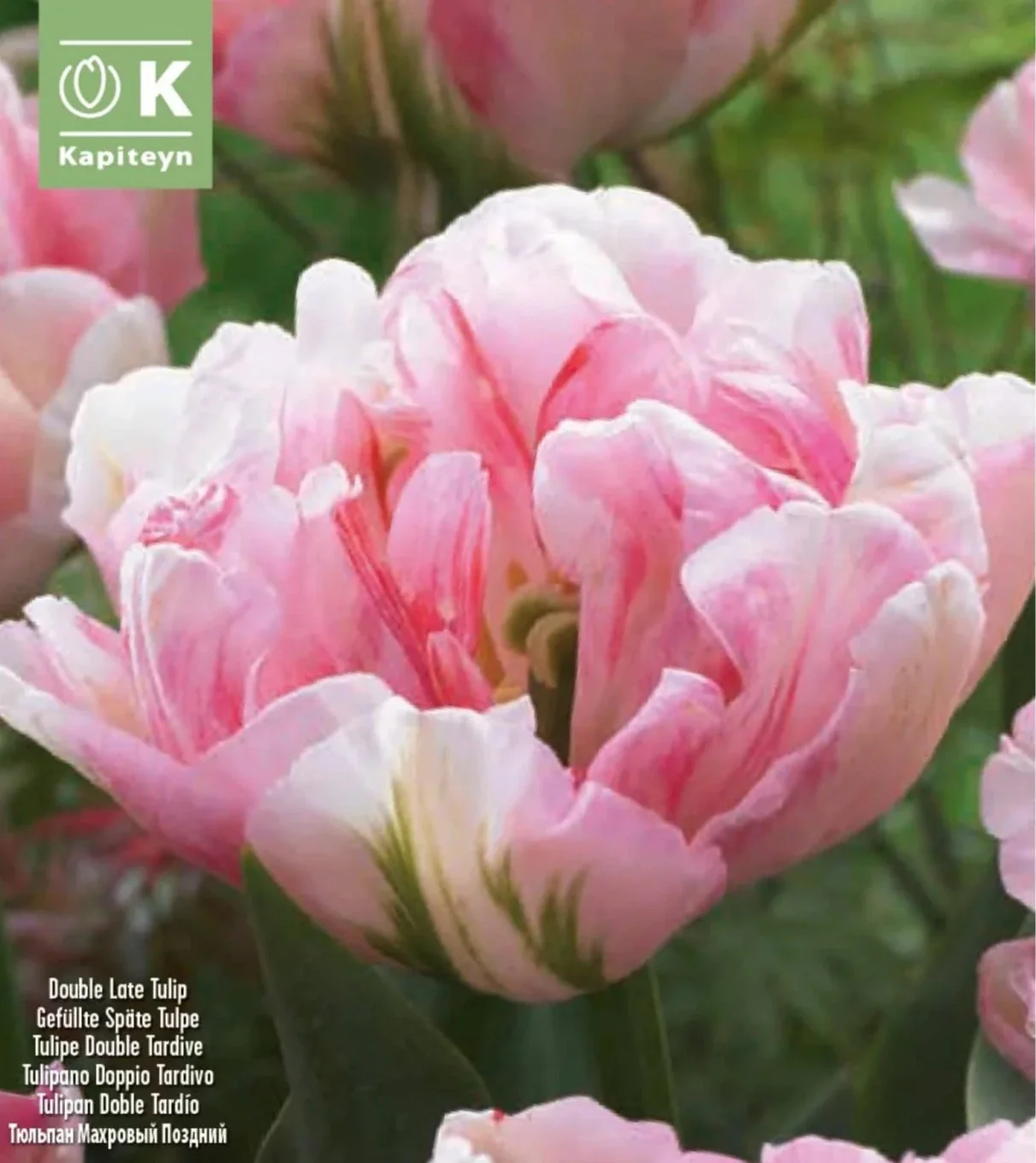 TULIPA FINOLA x 12