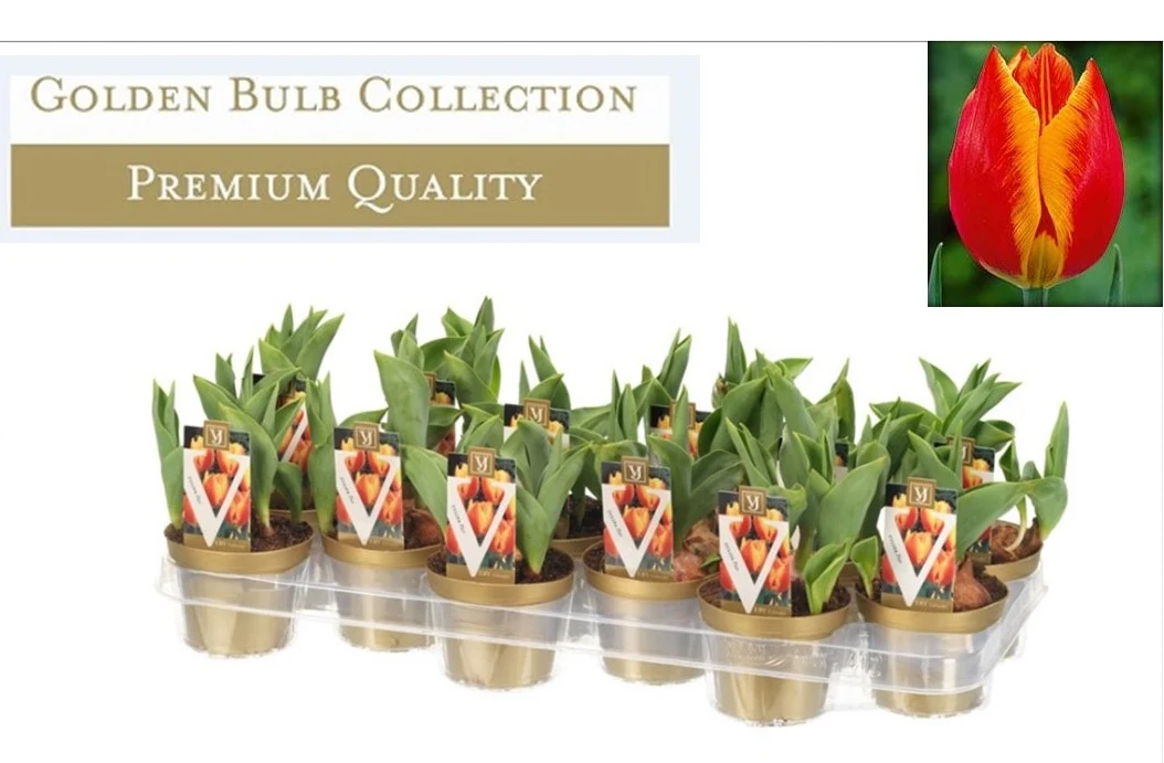 Tulipa  Flair  / P10.5
