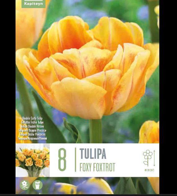 TULIPA FOXY FOXTROT X 8