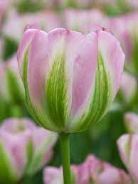 TULIPA GROENLAND X 8 - Image 2