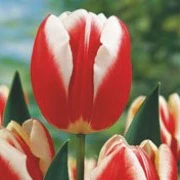 TULIPA LEEN VAN DER MARK  x10