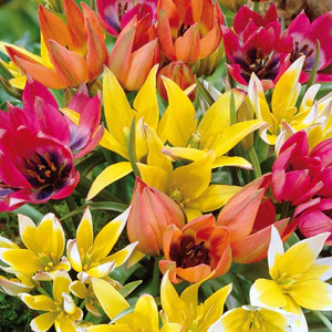 Tulipa mix