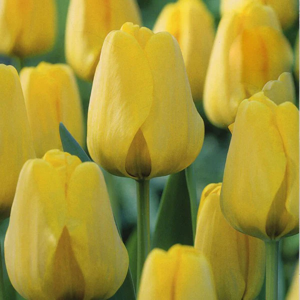 TULIPA NOVISUN X 10 - Image 2