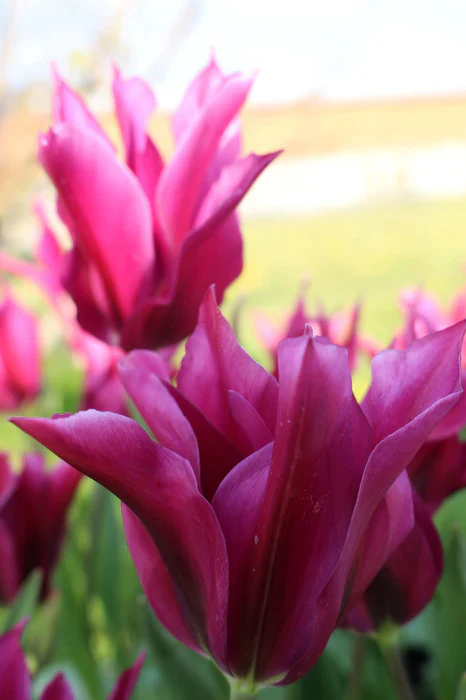 TULIPA PURPLE DOLL X 8 - Image 2