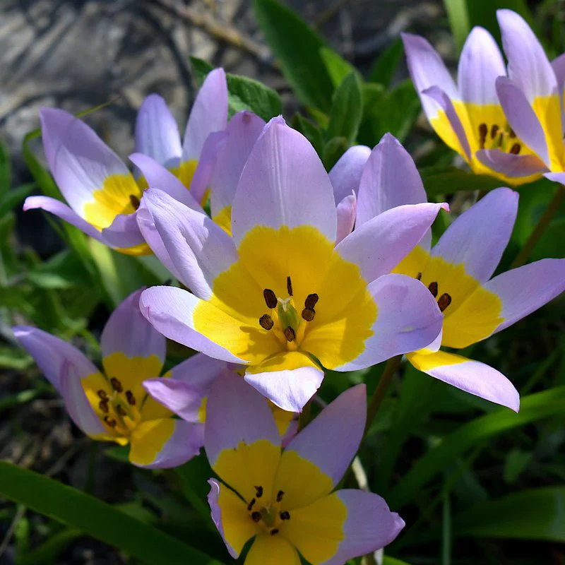 TULIPA SAXATILIS X 15 - Image 2