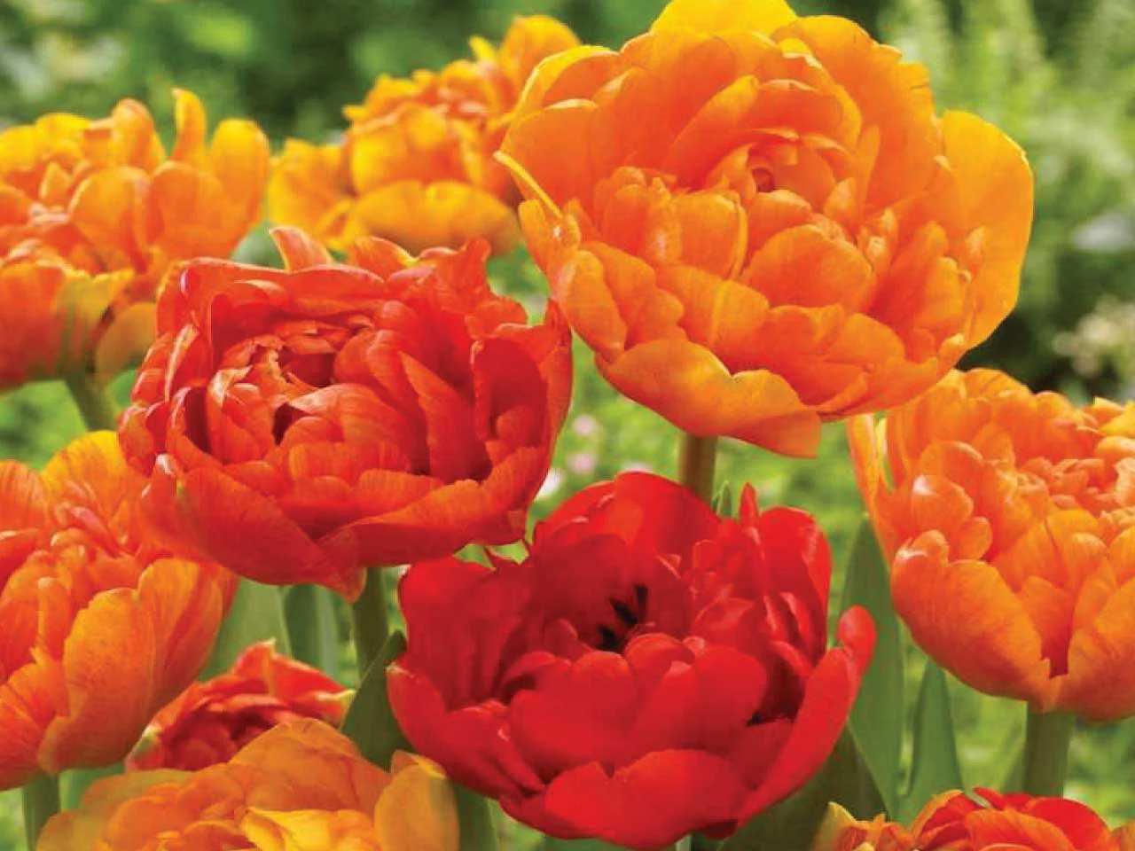 TULIPA SUN LOVER x 10 - Image 2