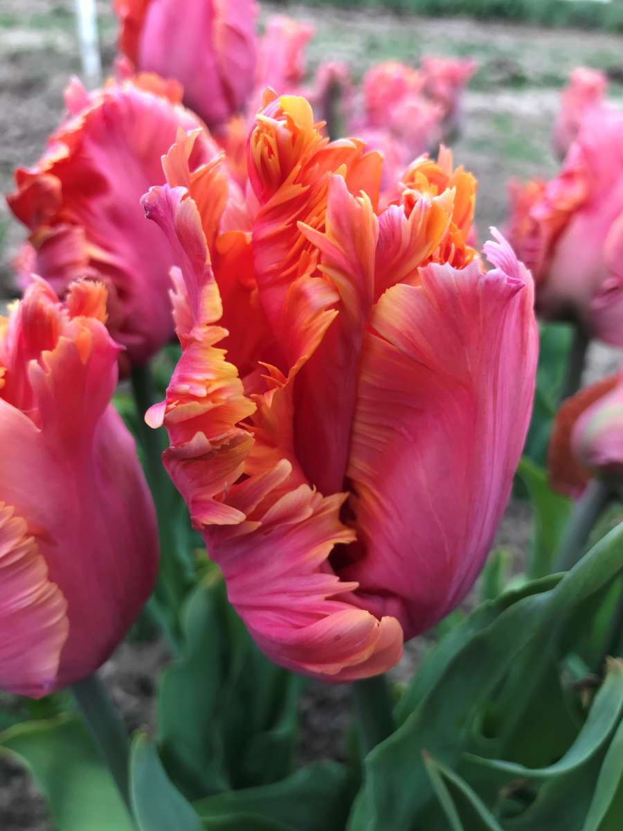 TULIPA SUNDOWNER x8