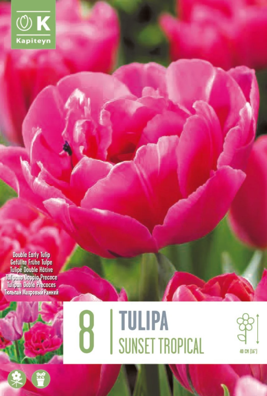 TULIPA SUNSET TROPICAL 8