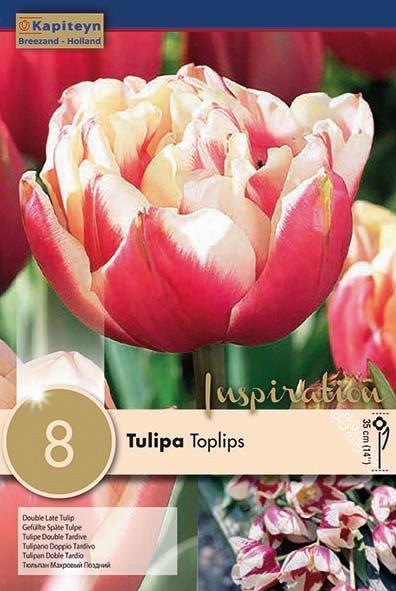 TULIPA TOPLIPS