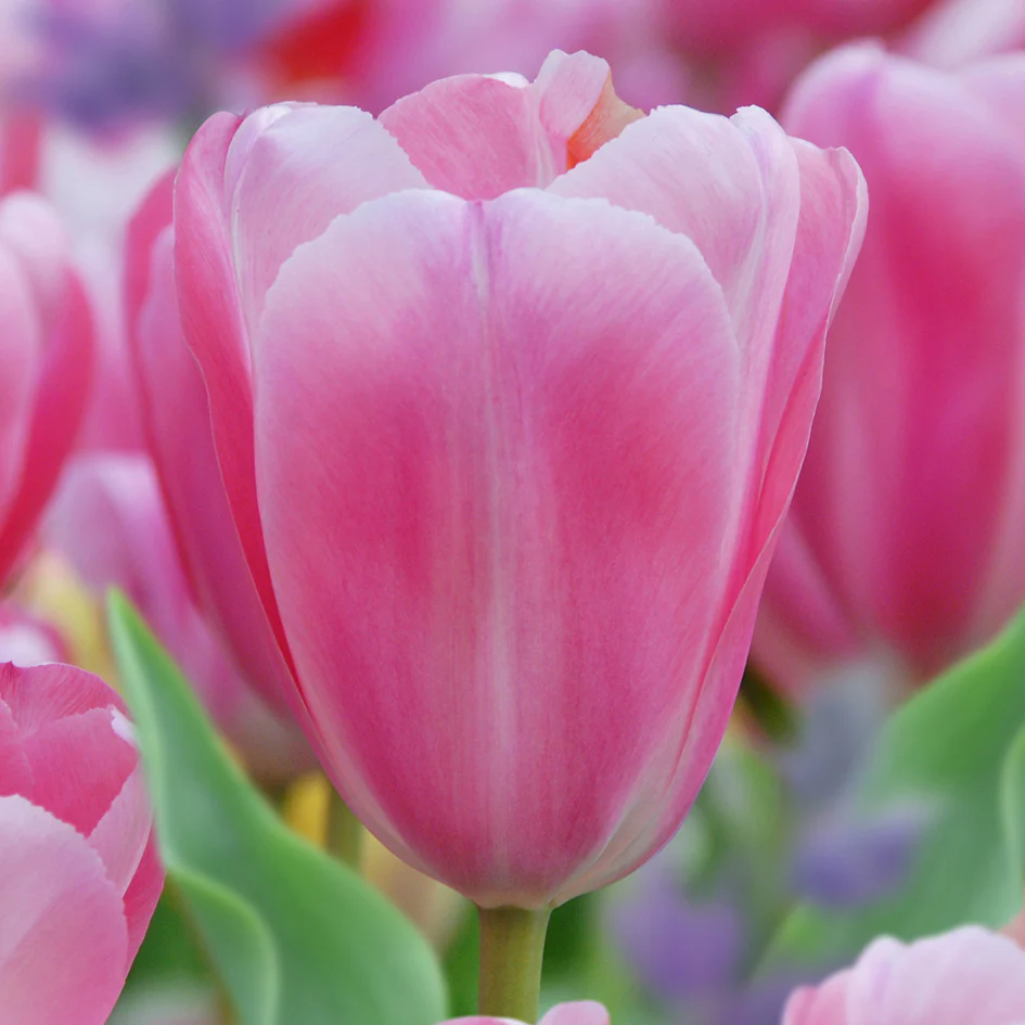 Tulipa Ucaresse