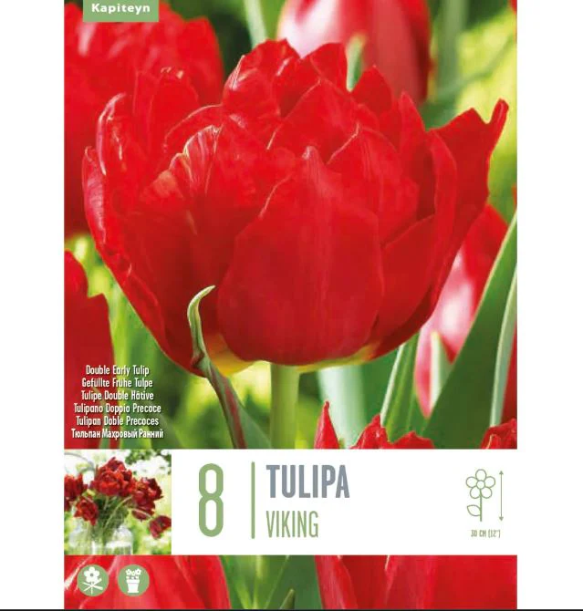 TULIPA VIKING