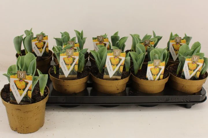 Tulipa Yellow Baby  P12