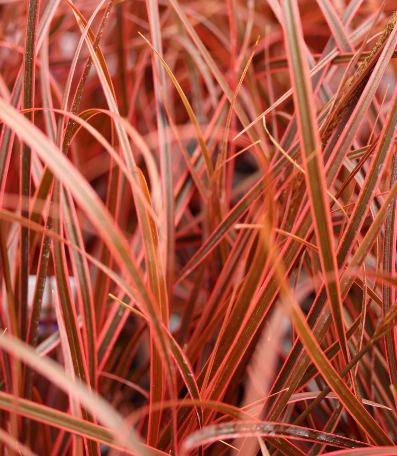 Uncina rubra Everflame  2ltr Pot - Image 2