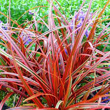 Uncinia rubra Everflame