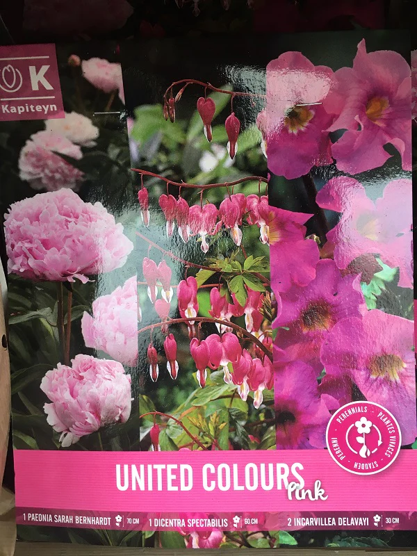 United Colours Pink