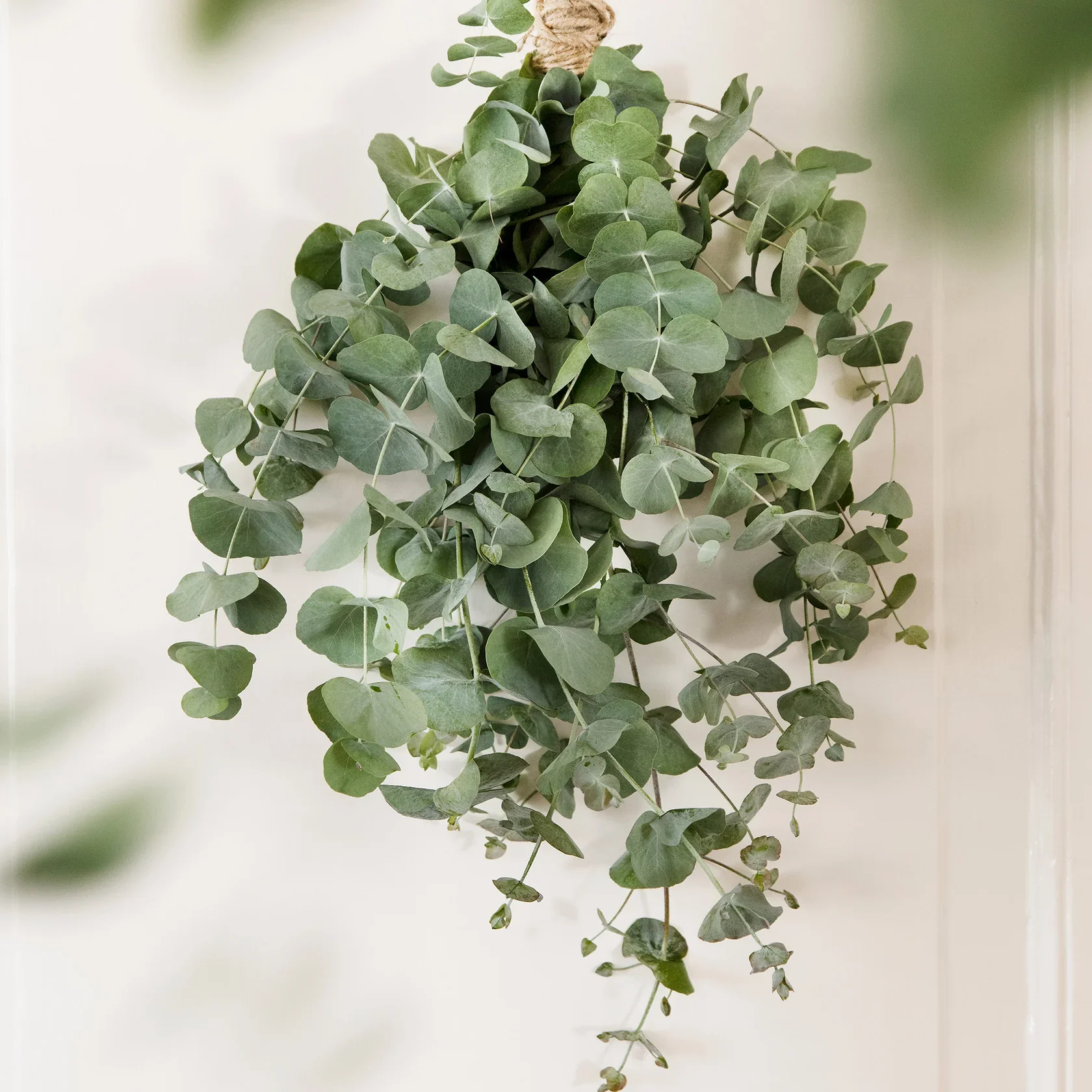 Unwins Houseplant Eucalyptus Baby Blue - Image 3