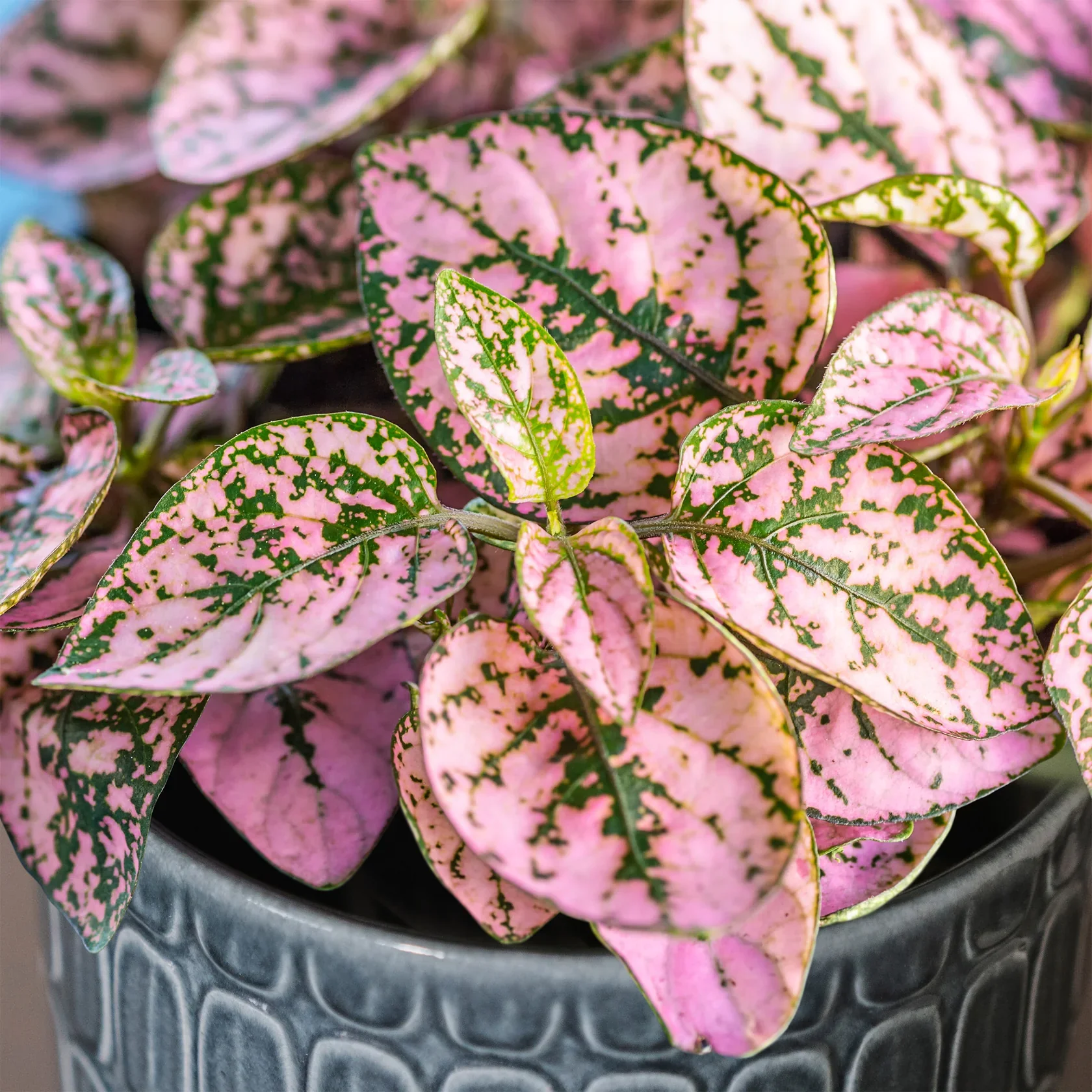 Unwins Houseplant Hypoestes Polka Dot Plant Pink - Image 3