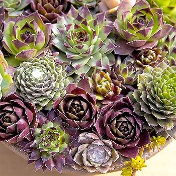 Unwins Houseplant Succulent Mix (Sempervivum) - Image 3