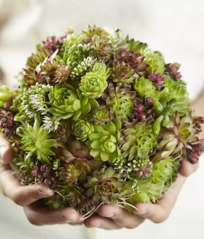 Unwins Houseplant Succulent Mix (Sempervivum) - Image 4
