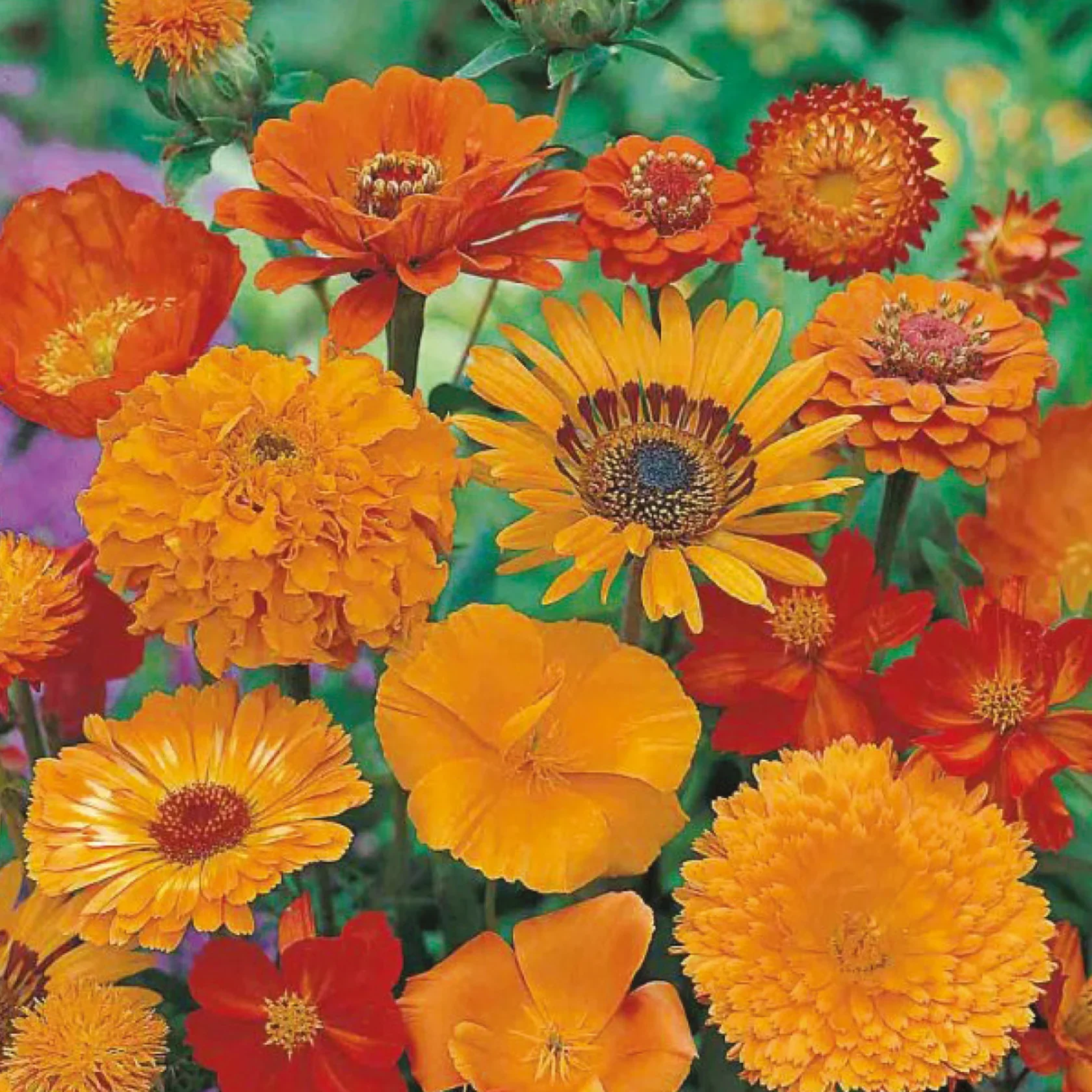 Unwins Sea of Orange Mixed Annuals - Image 3