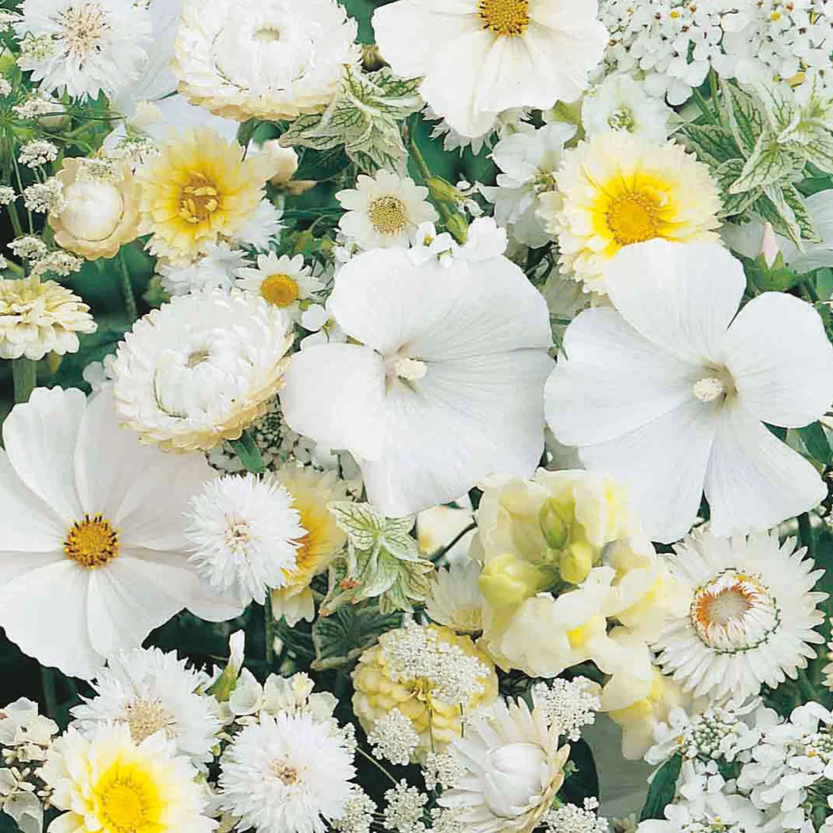 Unwins Sea of White Mixed Annuals - Image 3