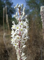 Urginea Maritimea Loose
