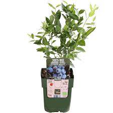 Vaccinium cor. Brigitta Blue - Image 2
